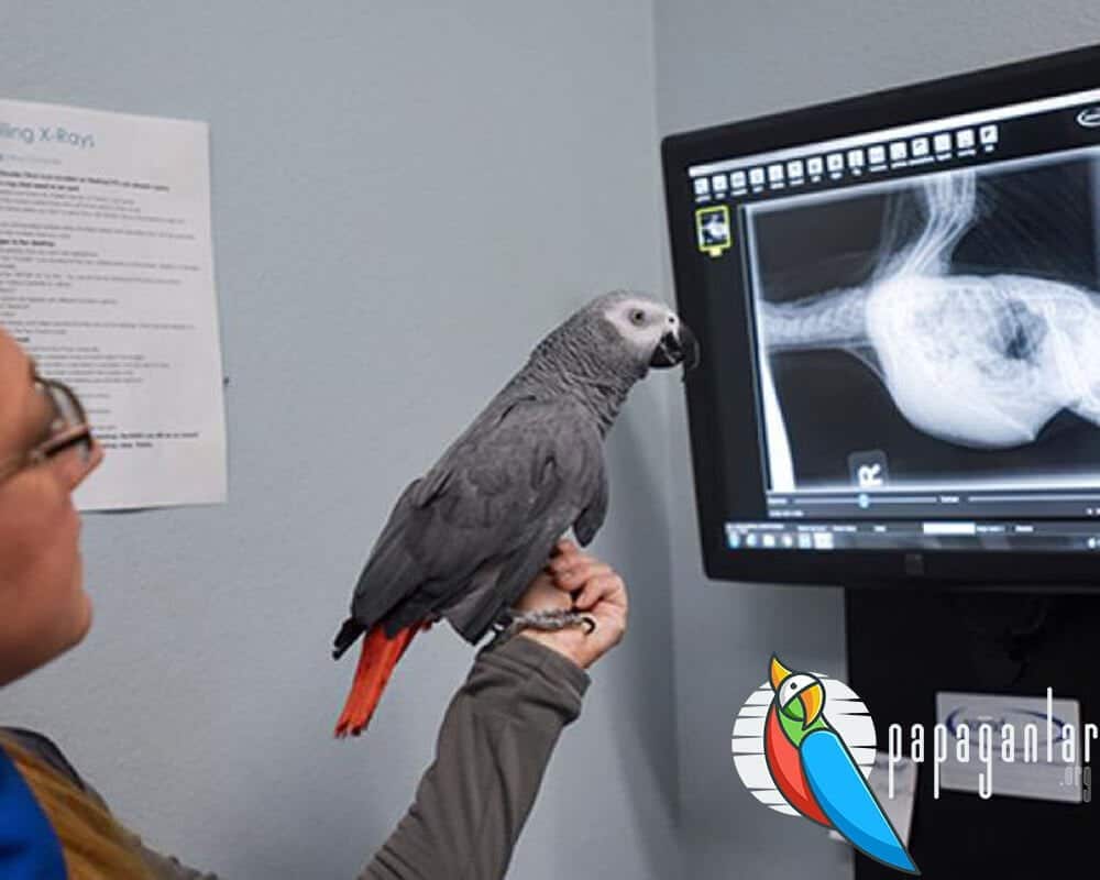 Tierarzt für Papageien