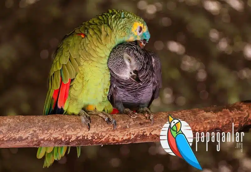 parrot bite