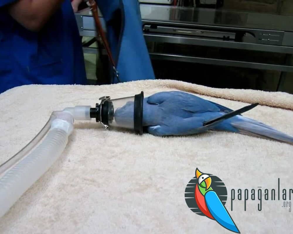 parrot veterinarian