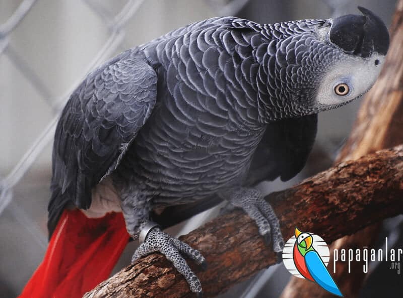 African Grey parrot price for sale