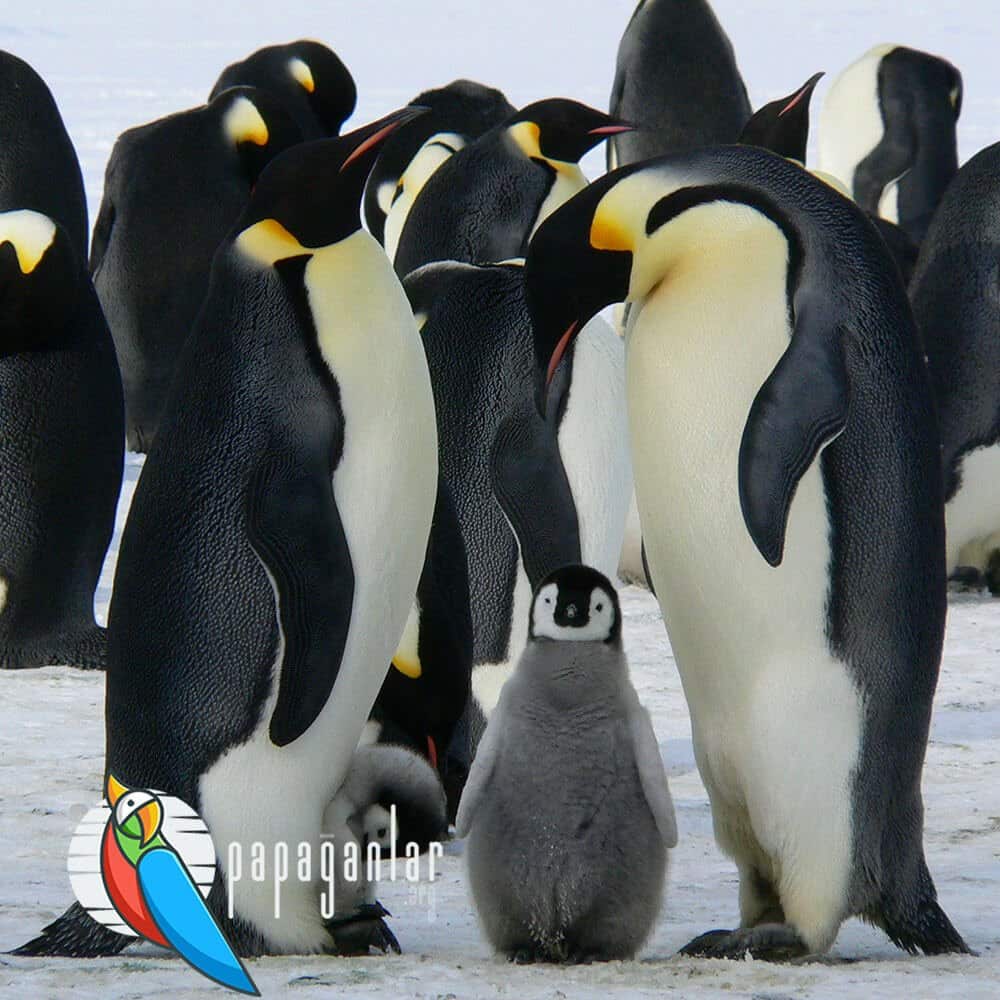 Ist ein Pinguin ein Säugetier?