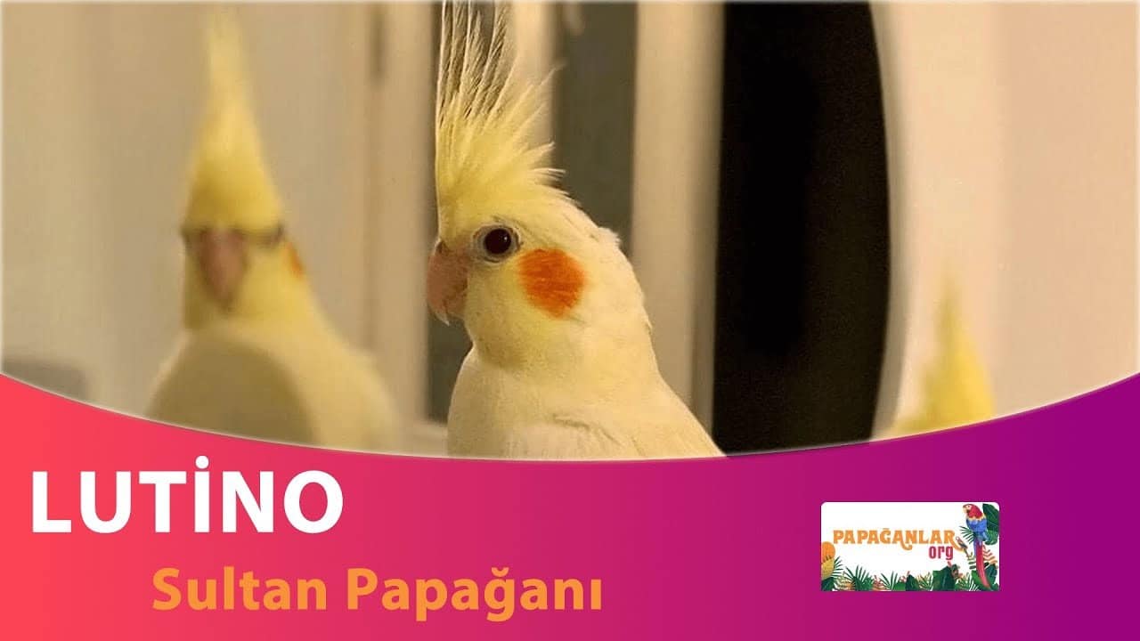 Sevimli Lutino Sultan Papağanı