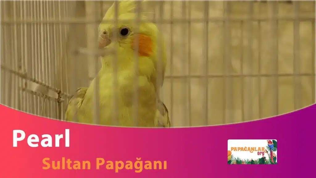 Sevimli Pearl Sultan Papağanı