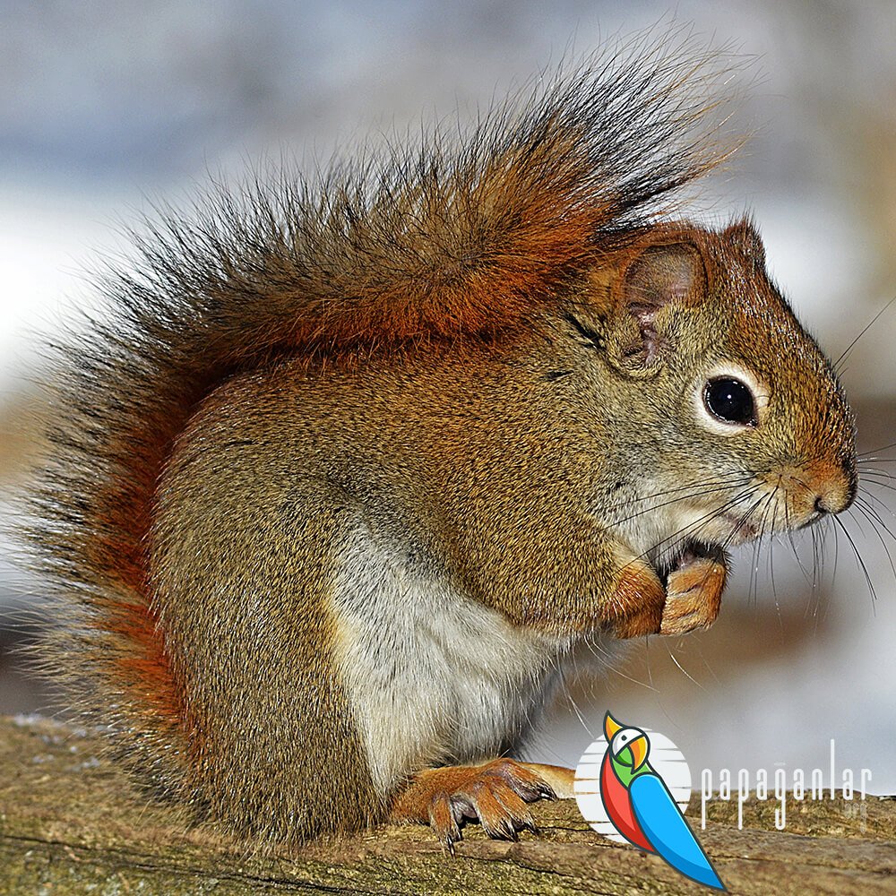 Is Squirrel a Mammal?