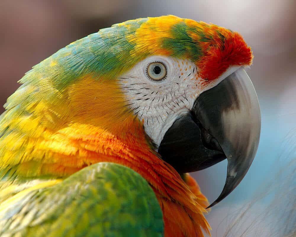 Ara Papagei Preise Zoohandlung
