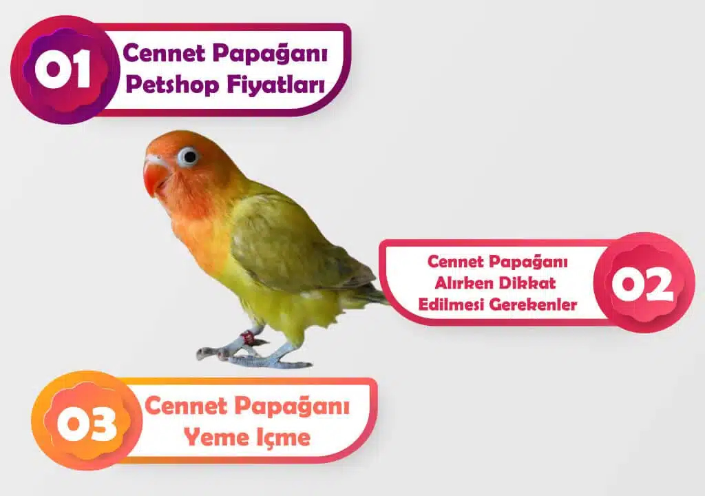 Cennet Papağanı Fiyatları Petshop