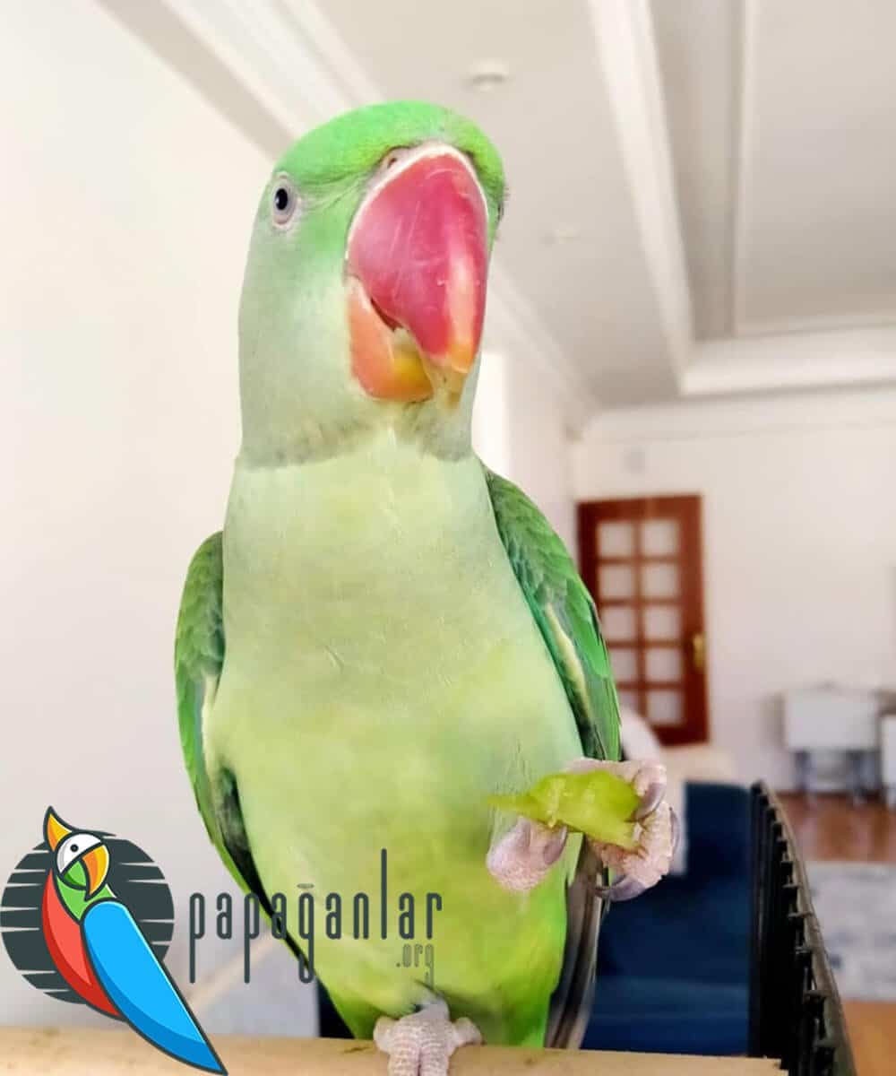 Alexander parrot prices 2021