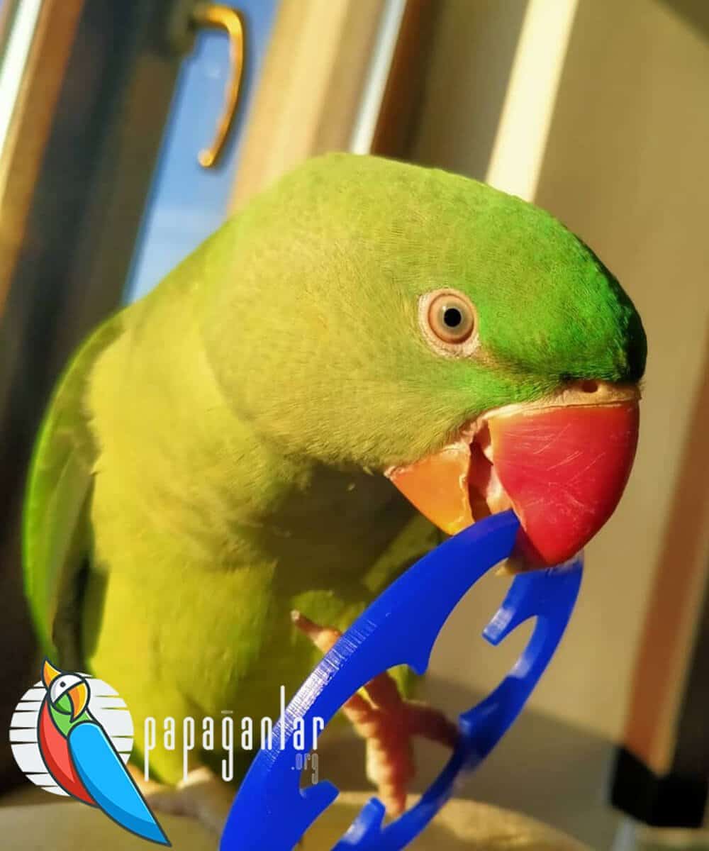 Alexander parrot prices pet shop