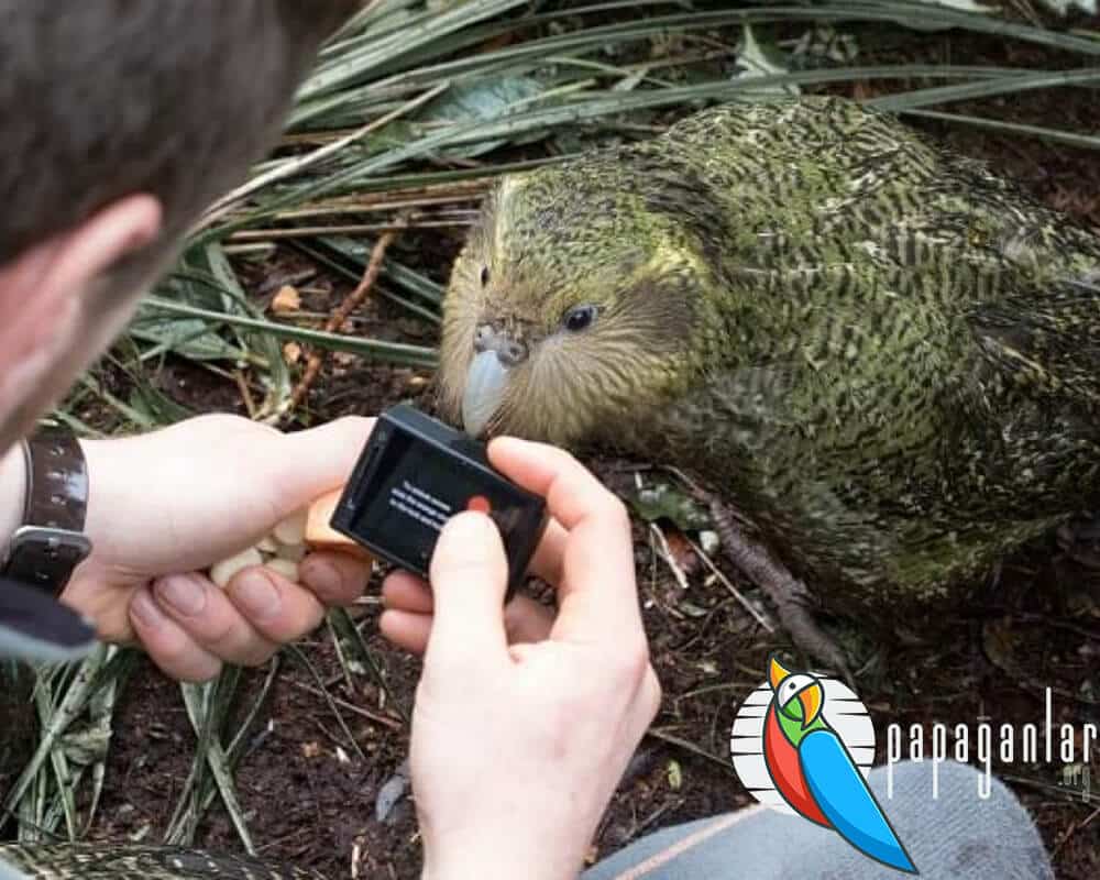 kakapo kaç yıl yaşar