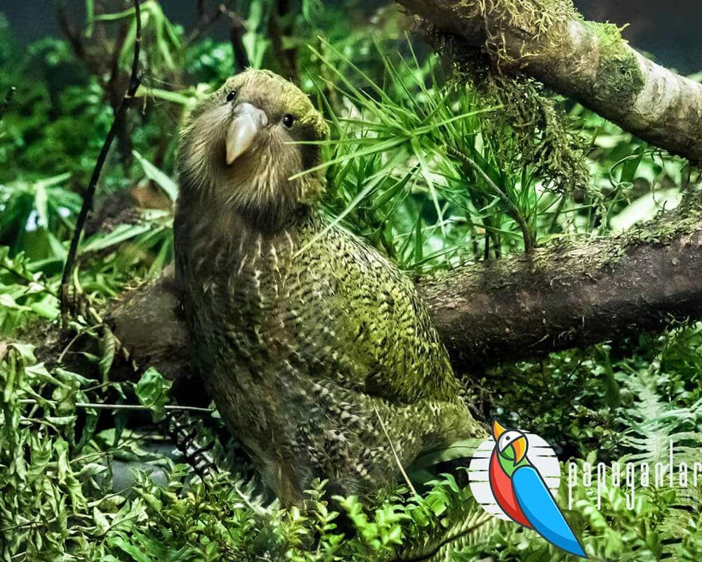 was ist ein Kakapo