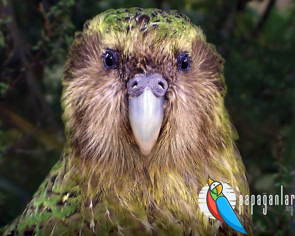 kakapo papağan fiyatları