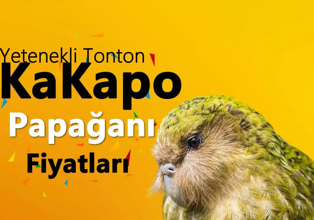 kakapo papağanı fiyat