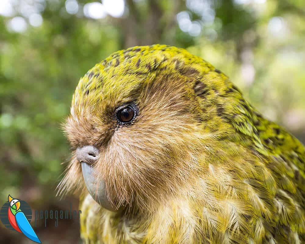 kakapo papağanı fiyatları