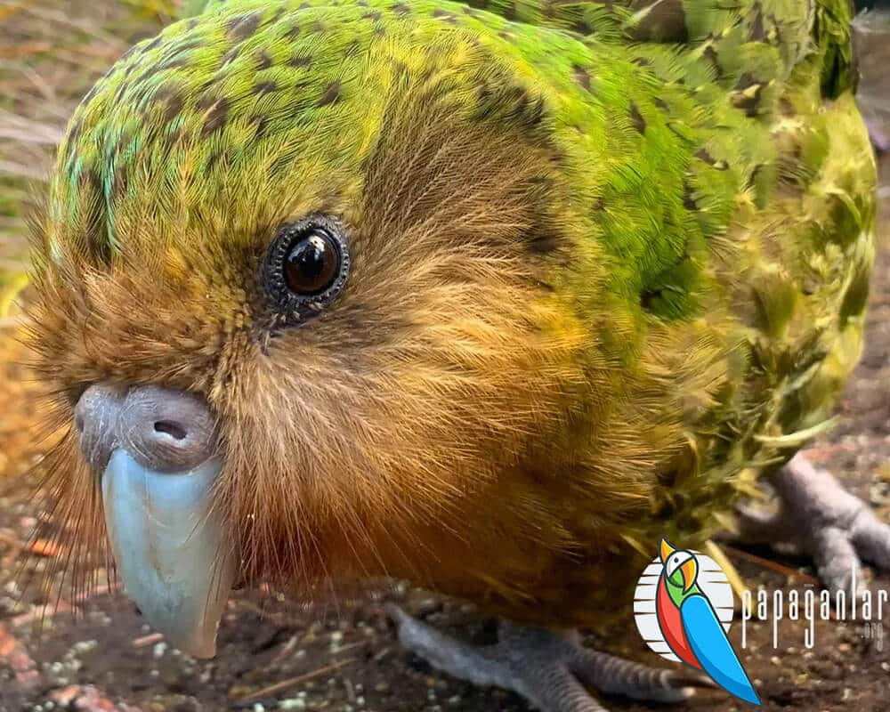 kakapo papağanı