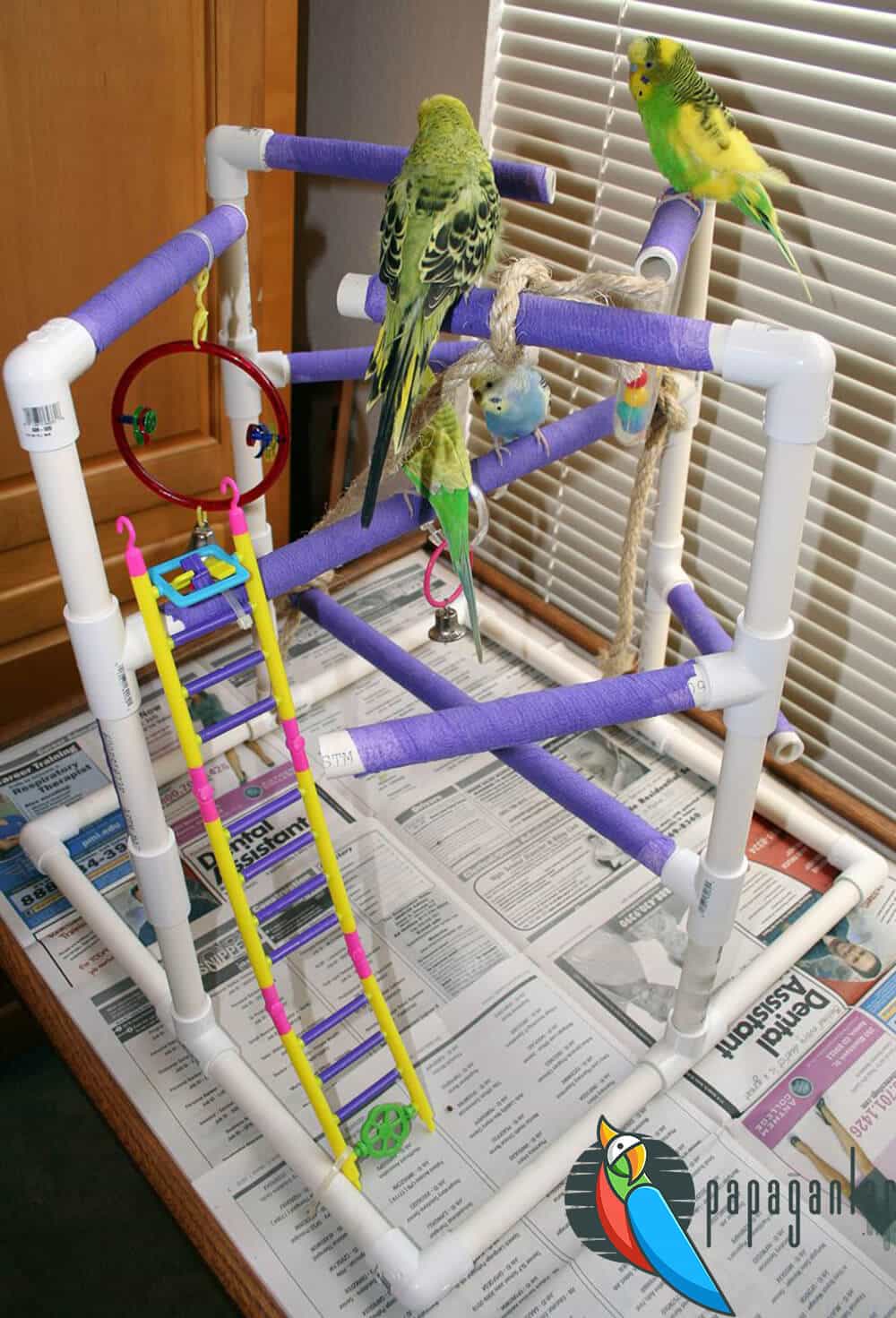 Parrot Playground For Sale