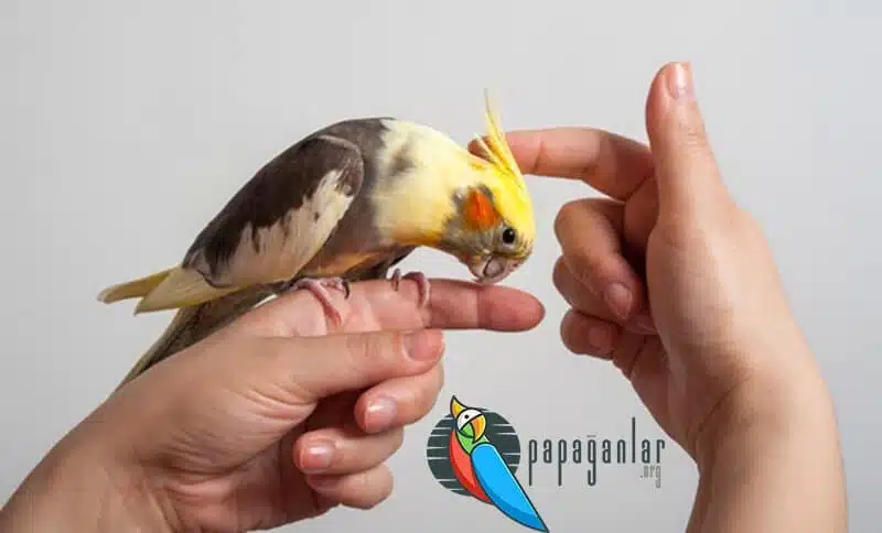Sultan Papağanı Eğitimi