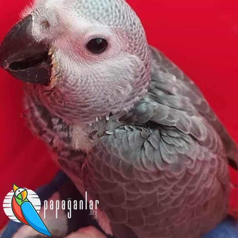 African Grey parrot voluntary adoption