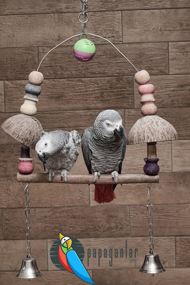 african grey parrot swing