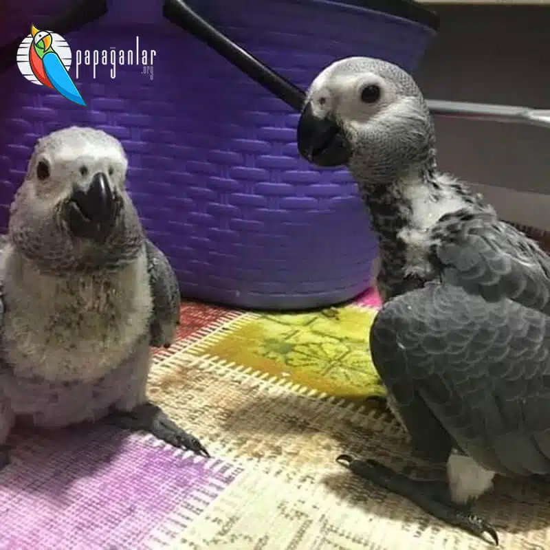 African Grey parrot free adoption