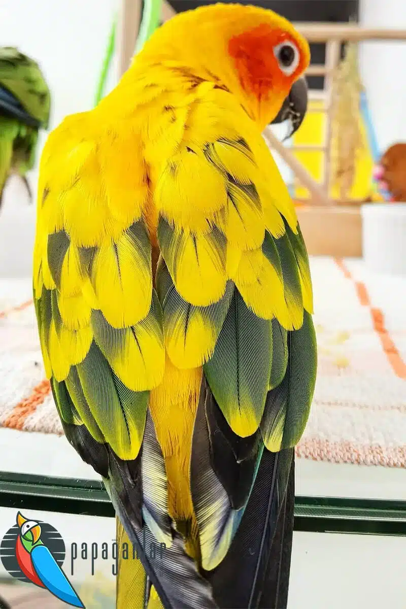 buy conure parrot