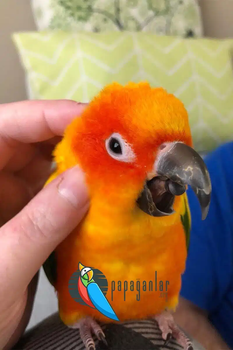 conure parrot species