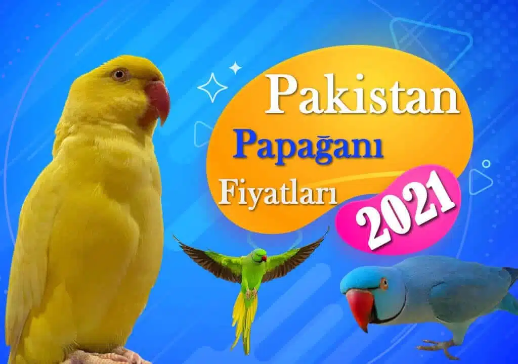 Pakistan Papağanı Fiyatları Sahibinden