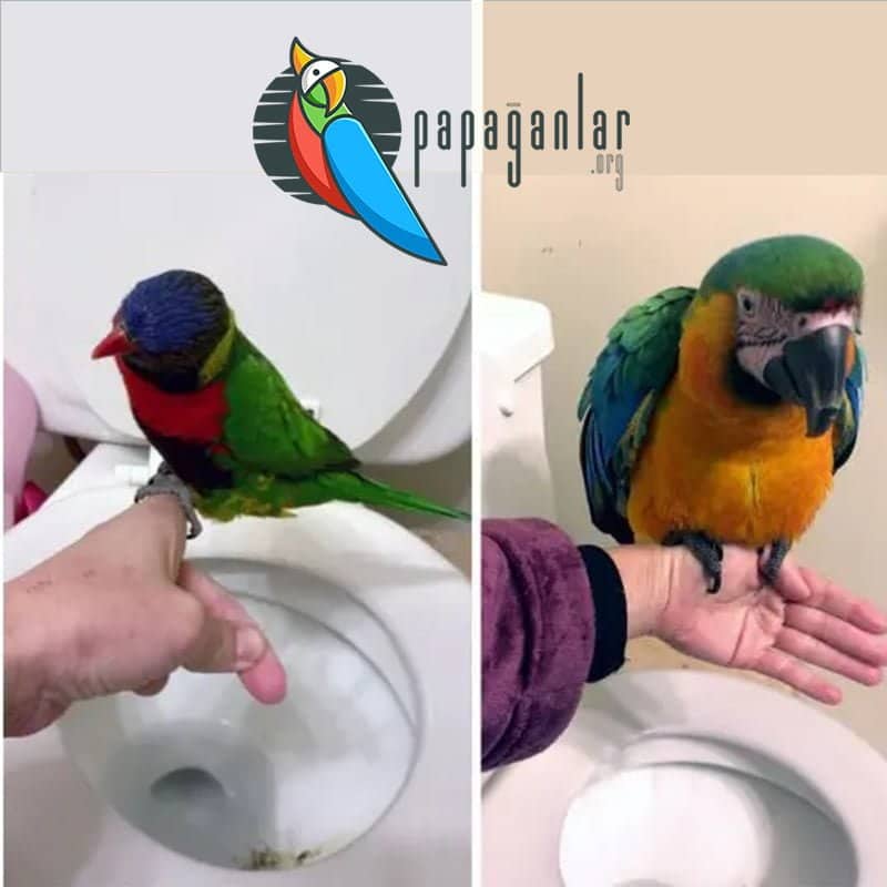 Papağan Tuvalet Eğitim
