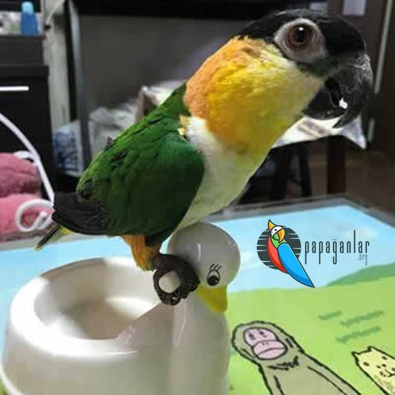 Papağan Tuvalet Eğitimi