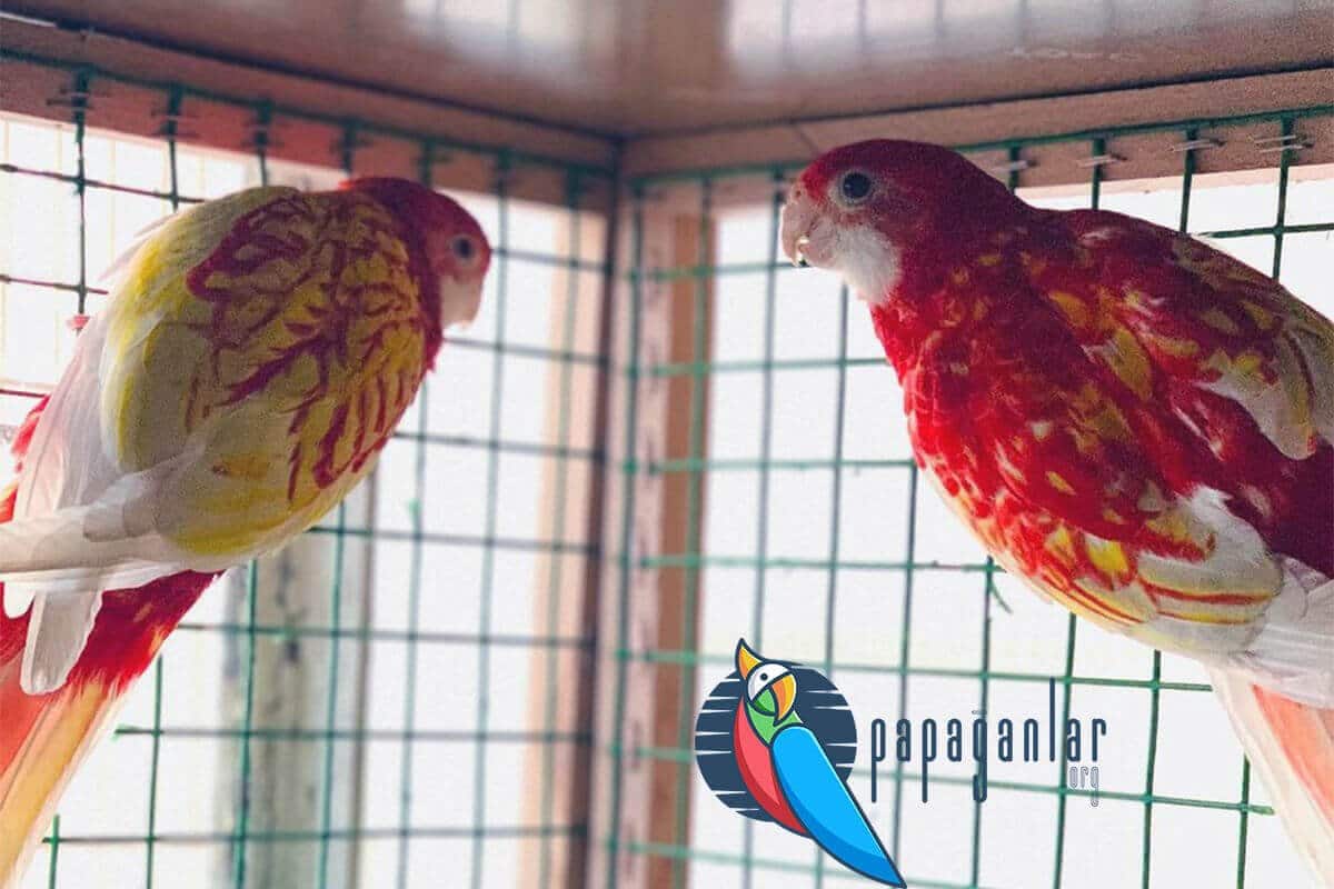 rosella parrot breeding
