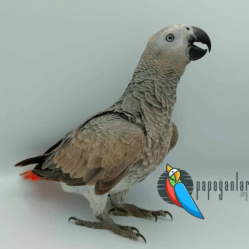 African Grey parrot prices from the manufacturer