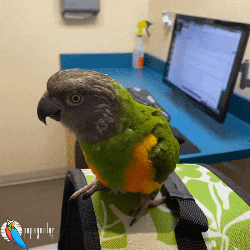 Senegal parrot for sale