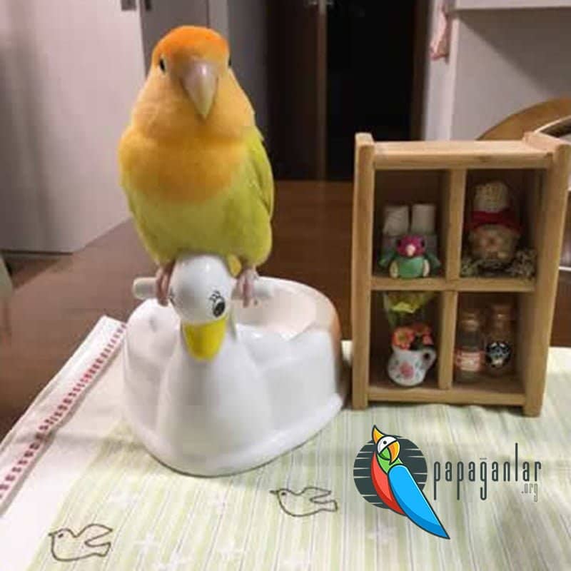 sevda Papağanı Tuvalet Eğitimi