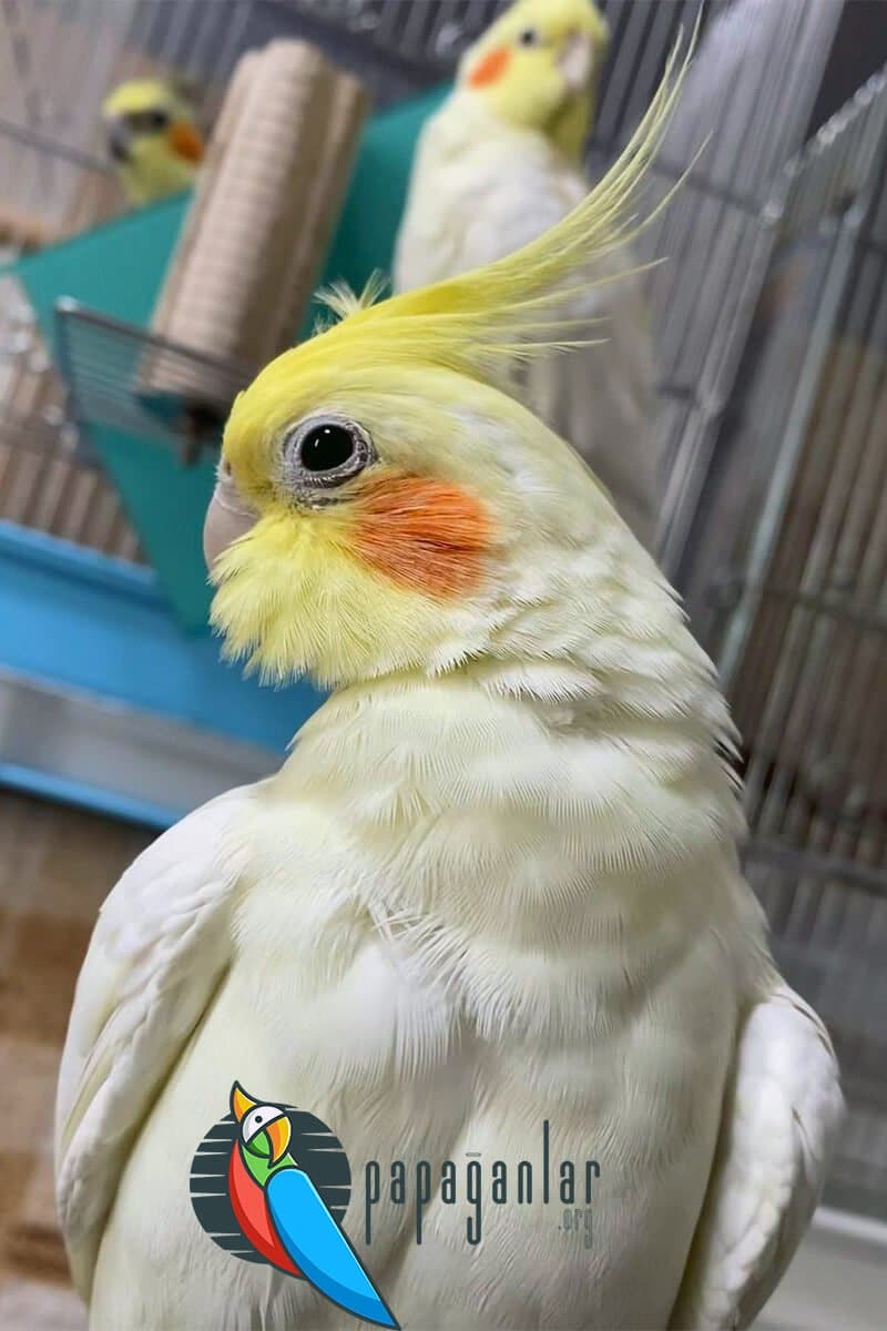 sultan parrot price