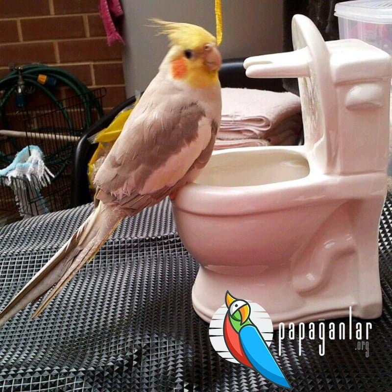 sultan Papağanı Tuvalet Eğitimi