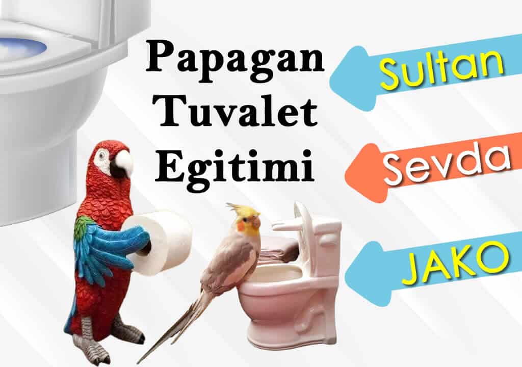 Tuvalet Eğitimi Papağan