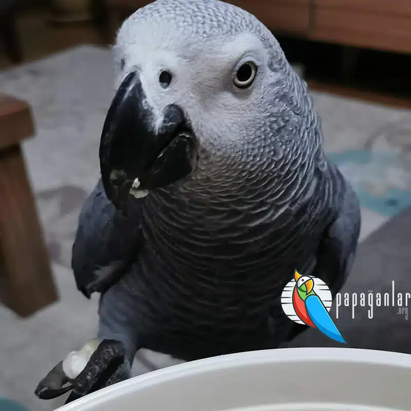 free African Grey parrot