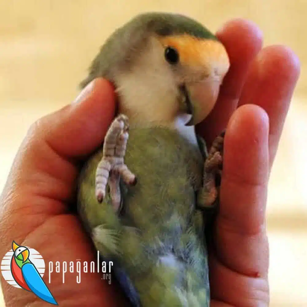 What should we consider when buying a lovebird?
