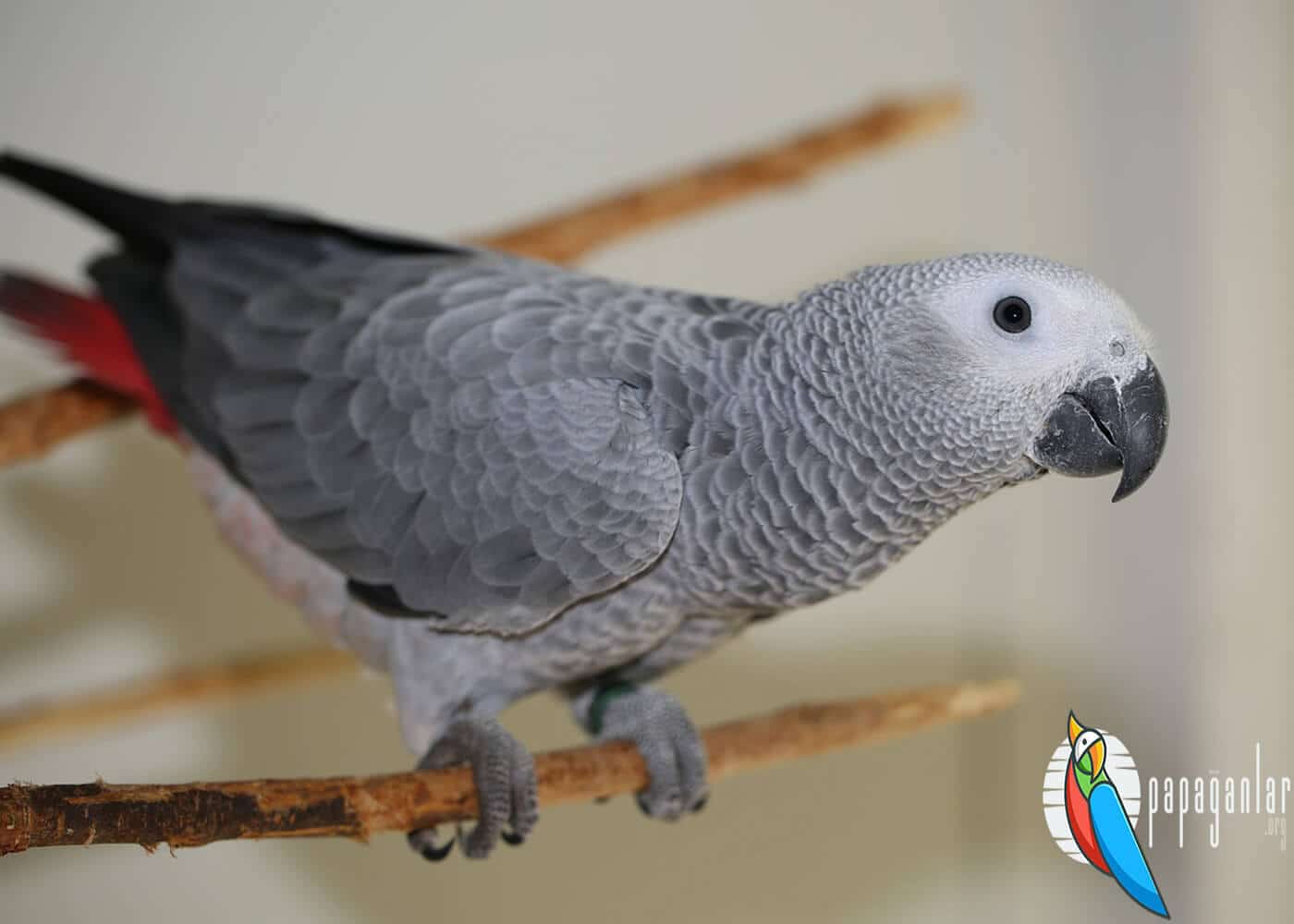 African Grey parrot characteristics