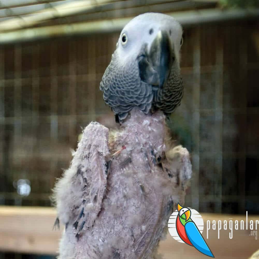 What should we pay attention to when buying a African Grey parrot?