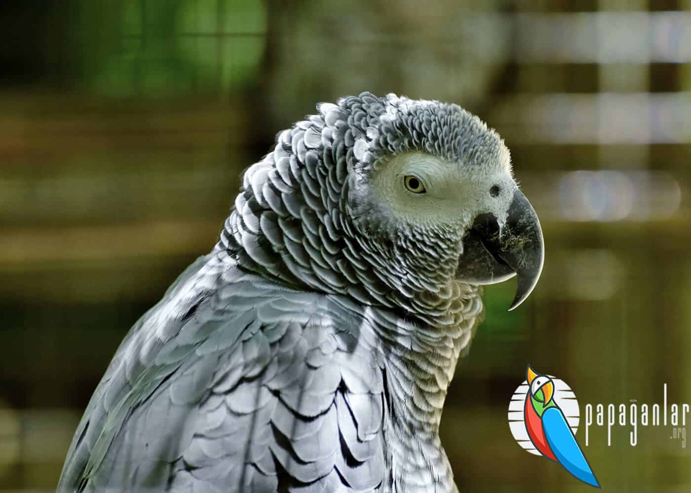 How to tell the breed of African Grey parrot