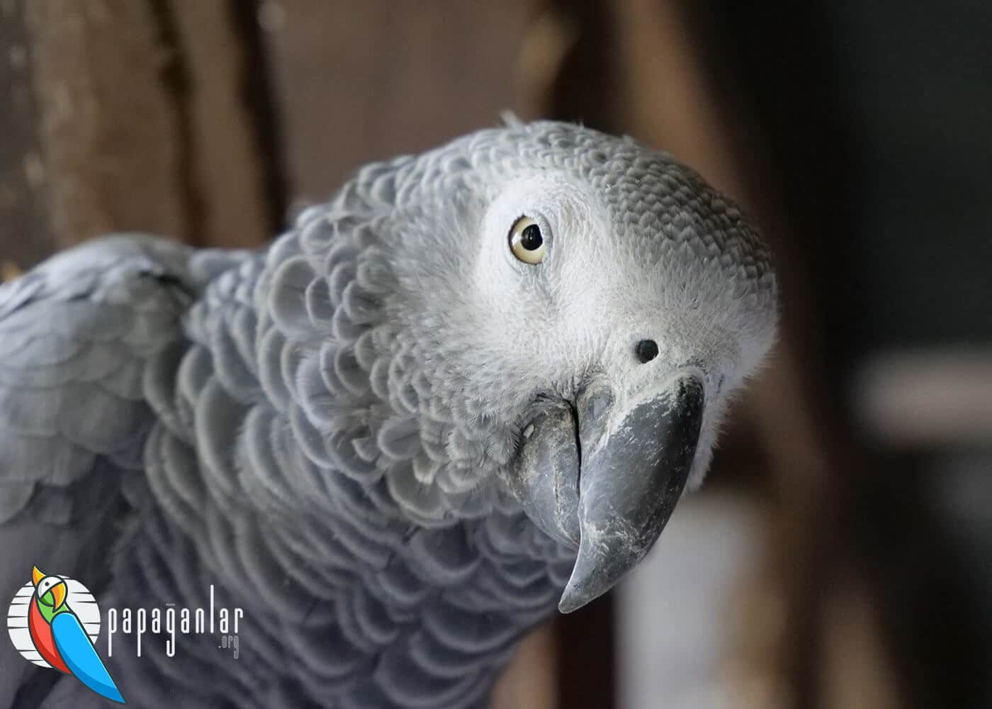 African Grey parrot gender prediction