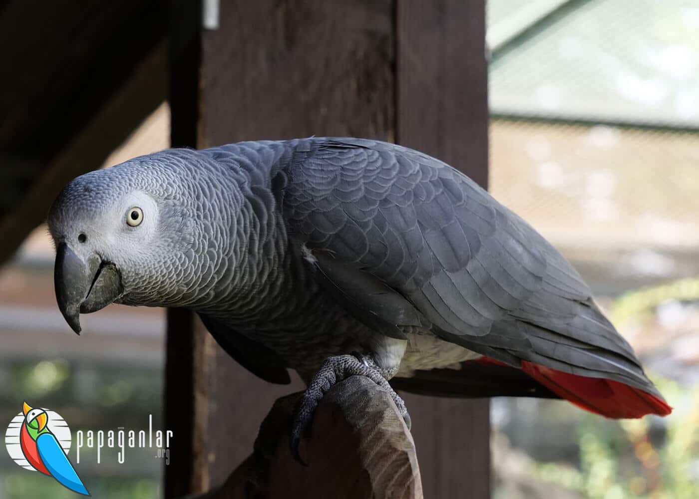 African Grey parrot gender