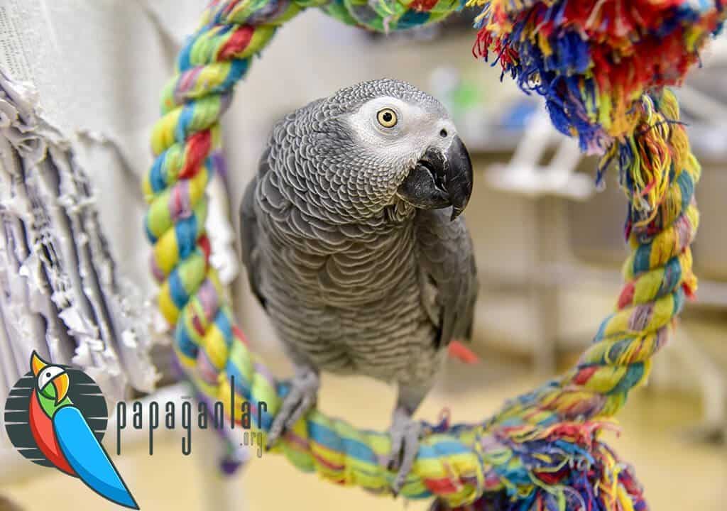 How to Tame a African Grey Parrot
