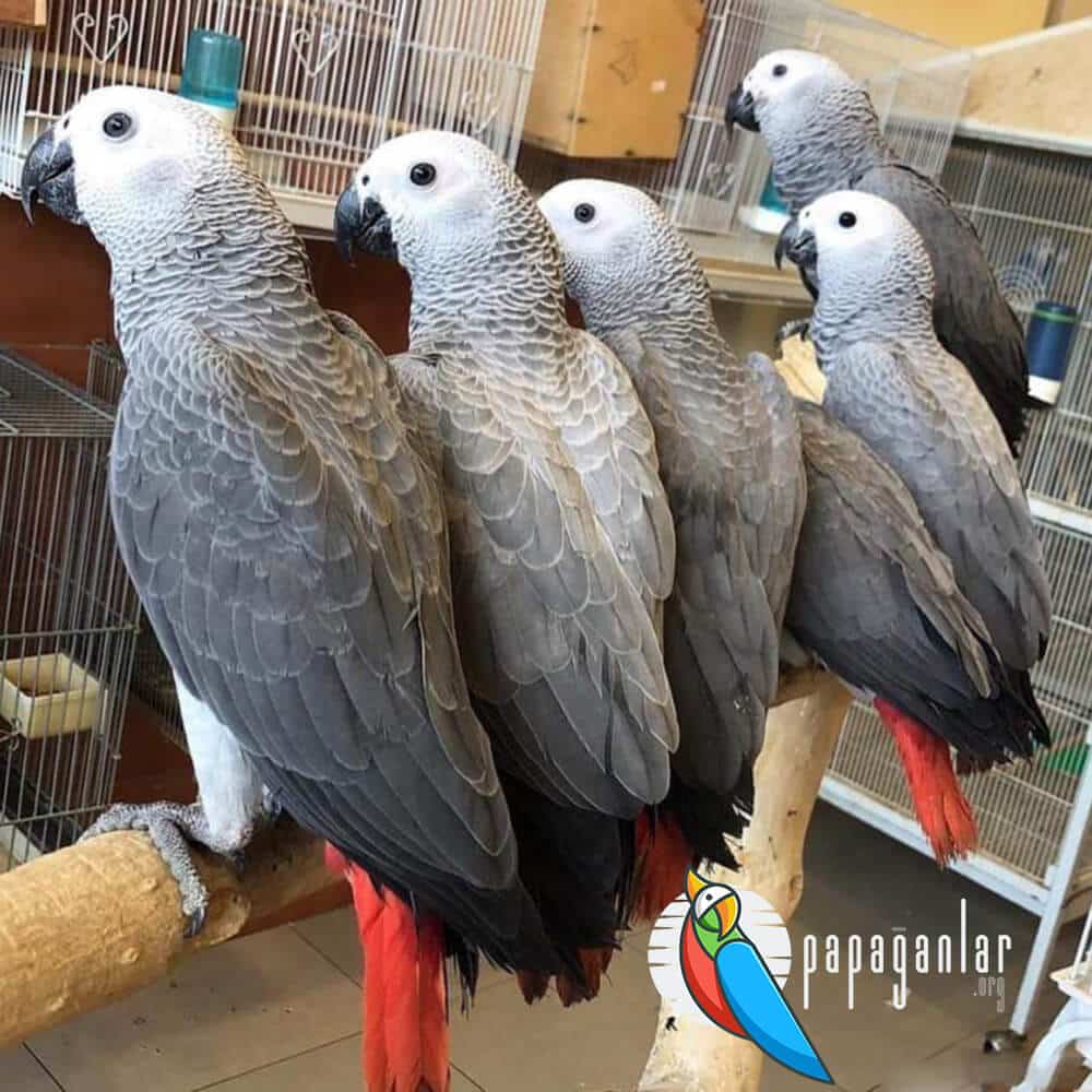 African Grey parrot for sale from the manufacturer