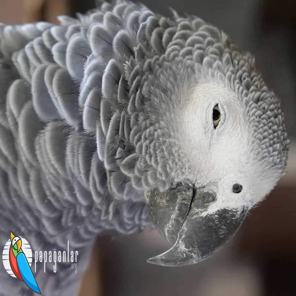 African Grey parrot gender discrimination