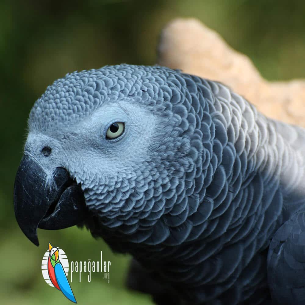 How to tell the sex of a African Grey parrot