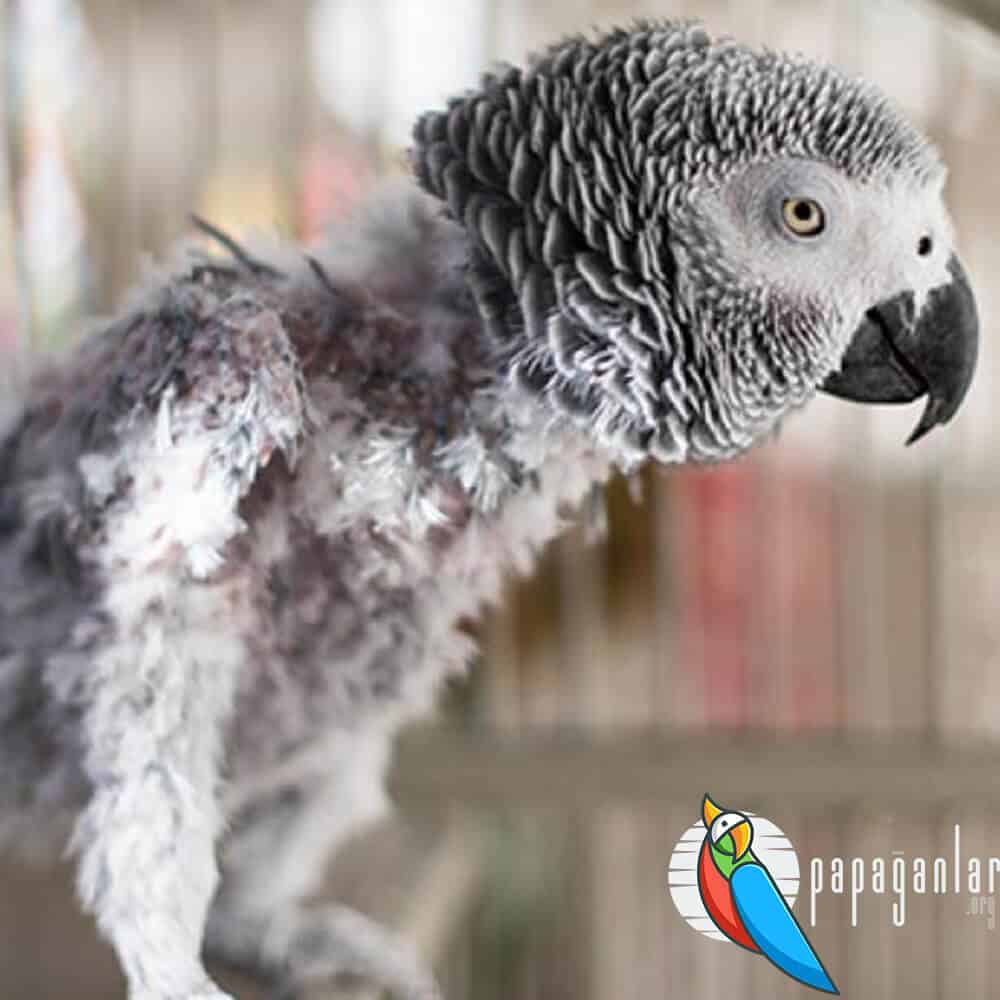 African Grey parrot plucking feathers