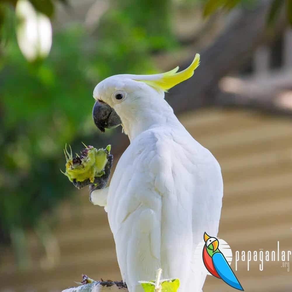 Kakadu Papagei zu verkaufen vom Besitzer