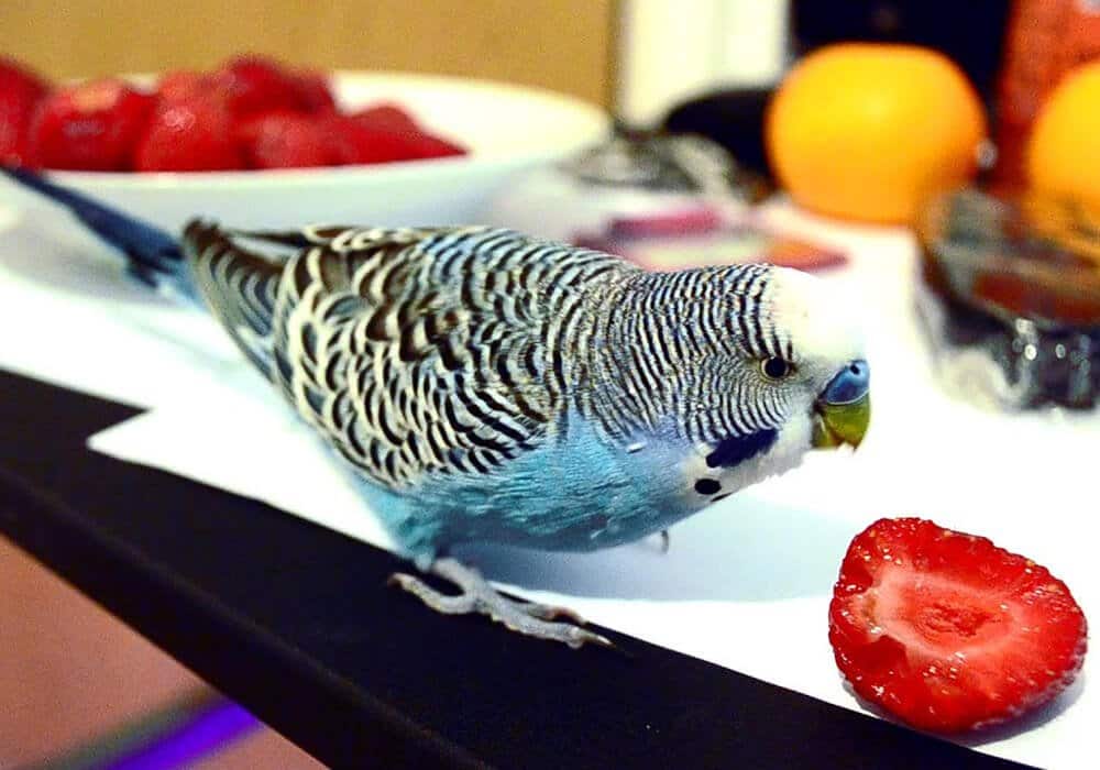 Does the Budgerigar Eat Strawberry?