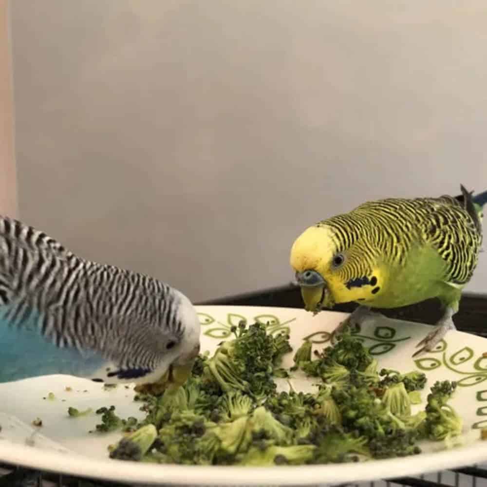 What Does the Budgie Love Most?